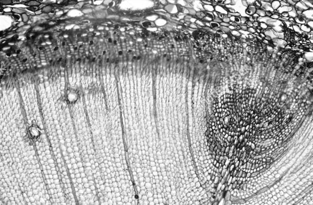 Teorijsko-praktična radionica "Identifikacija vrste drva po karakteristikama poprečnog presjeka"